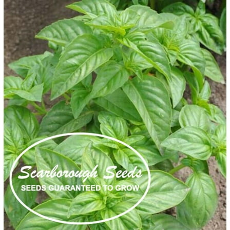 Scarborough Seeds Italian Large Leaf Basil, 500 Seeds Heirloom Herb Seeds, non GMO