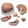 Budget Brain With Arteries Model