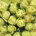 thumbnail image 5 of Green Roses - Farm Direct Fresh Cut Flowers - 125 Stems, 5 of 5
