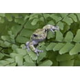 thumbnail image 2 of Delisle, Gilles 24x17 White Modern Wood Framed Museum Art Print Titled - Canada, Quebec, Gray tree frog on maidenhair fern, 2 of 4
