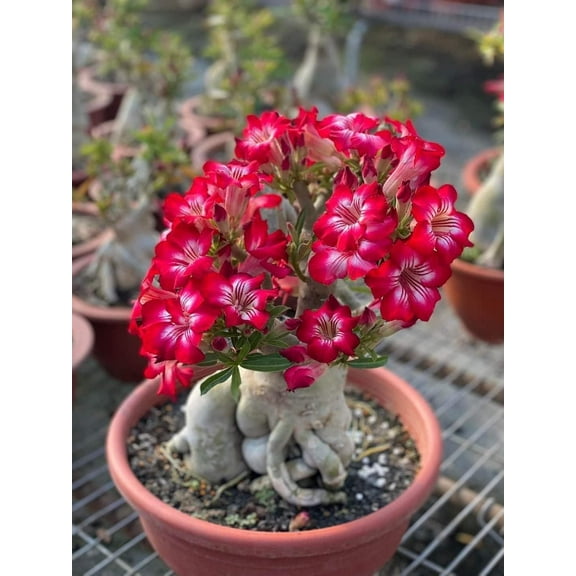 CZ Grain 15 Adenium Bonsai Tree Plant Seeds, Easy to Grow