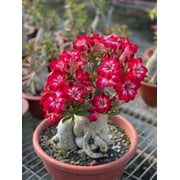 15 Adenium Bonsai Tree Seeds - Blooming Desert Rose, Easy to Grow Indoors