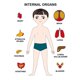 thumbnail image 1 of Rompecabezas de cuerpo humano de madera Montessori para niños y niñas, juguetes educativos de anatomía, juguetes de órganos, regalo para niños y niñas, 1 of 4