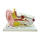 thumbnail image 5 of Modelo de Anatomía Del Oído Agrandado Pantalla de Expansión Modelo de Enseñanza Modelo de Oído kusrkot Patrón anatómico del oído, 5 of 7