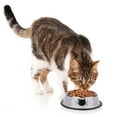 thumbnail image 2 of Byepica 3PCS Pet Bowl Stainless Steel Non-skid Base Dog Bowl Cat Bowl with 2 Food Scoop, 2 of 10