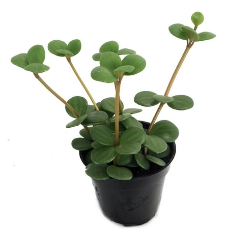 Hope Peperomia 4" Pot - Easy to Grow Houseplant