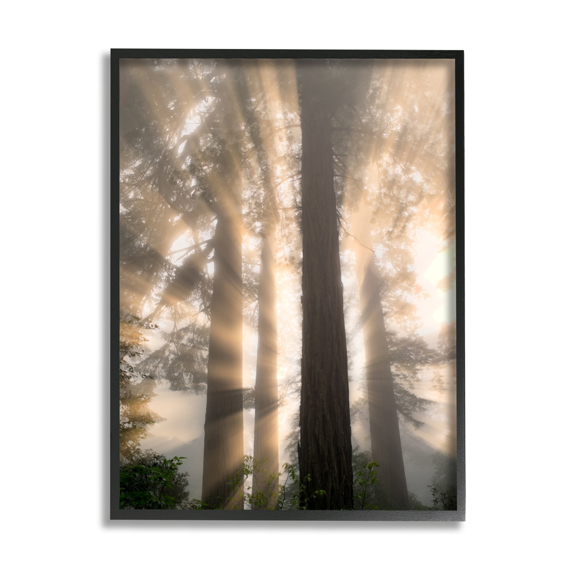 Stupell Industries Sun Rays Woodland Trees View Landscape Photography White Framed Art Print Wall Art