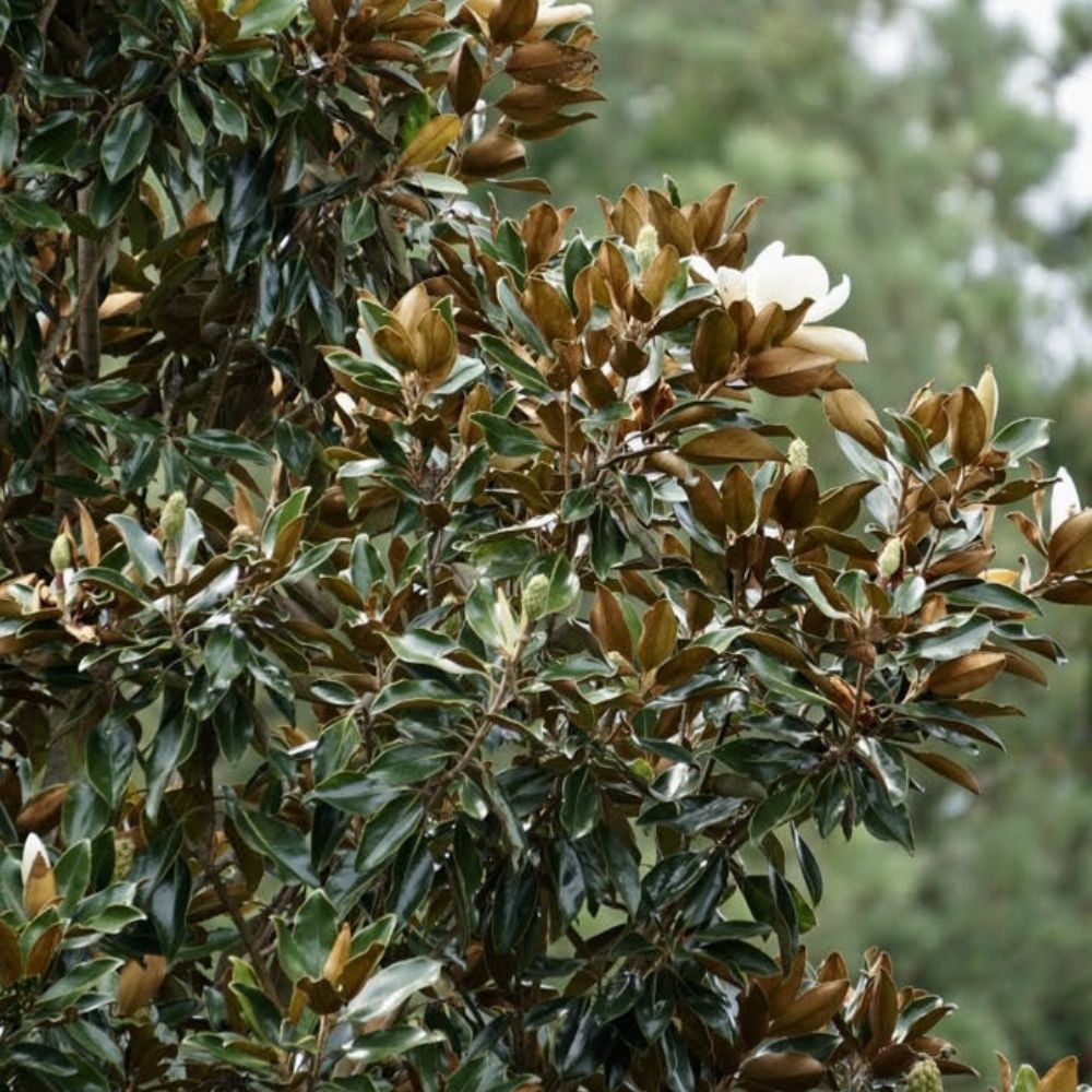 Expert Gardener 2-3 ft. tall Kay Paris Southern Magnolia Live Tree