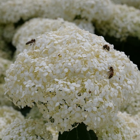 Proven Winners ColorChoice 6" White Incrediball Storm Proof Smooth Hydrangea Live Plant in 7.5" Pot