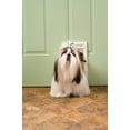 PetSafe Plastic Dog and Cat Door Easy Installation Small For Pets