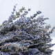 thumbnail image 5 of Wosthever Lavanda seca Natural, lavandas frescas ligeras, hermoso ramo de flores decorativas para regalos de fiesta de boda Decoración del hogar Lavanda seca 50 gramos Wosthever HA084088-01, 5 of 6