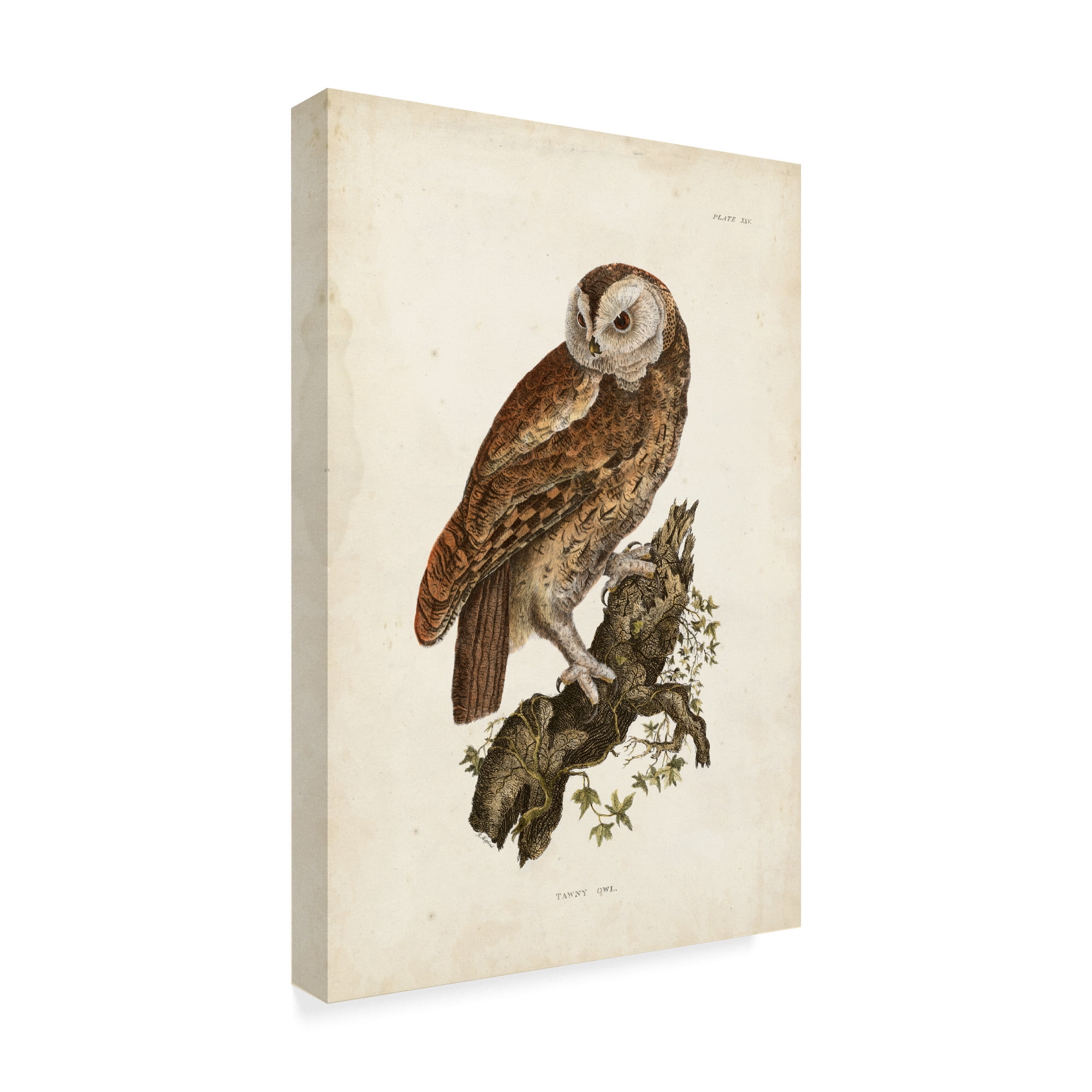 Trademark Fine Art 'Tawny Owl Brown' Canvas Art by John Selby