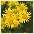 thumbnail image 2 of Everwilde Farms - 1 oz Golden Aster Native Wildflower Seeds - Gold Vault Bulk Seed Packet, 2 of 2
