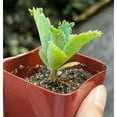 thumbnail image 4 of Live Mother of Thousands Plant - Kalanchoe Succulent Plant - Mother Of Millions Plant - 2 Inch Pot, 4 of 6