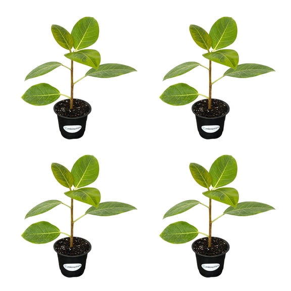 MicroStarts Live Ficus altissima Rubber Plant - 4 Ficus Plants in 4 inch pots