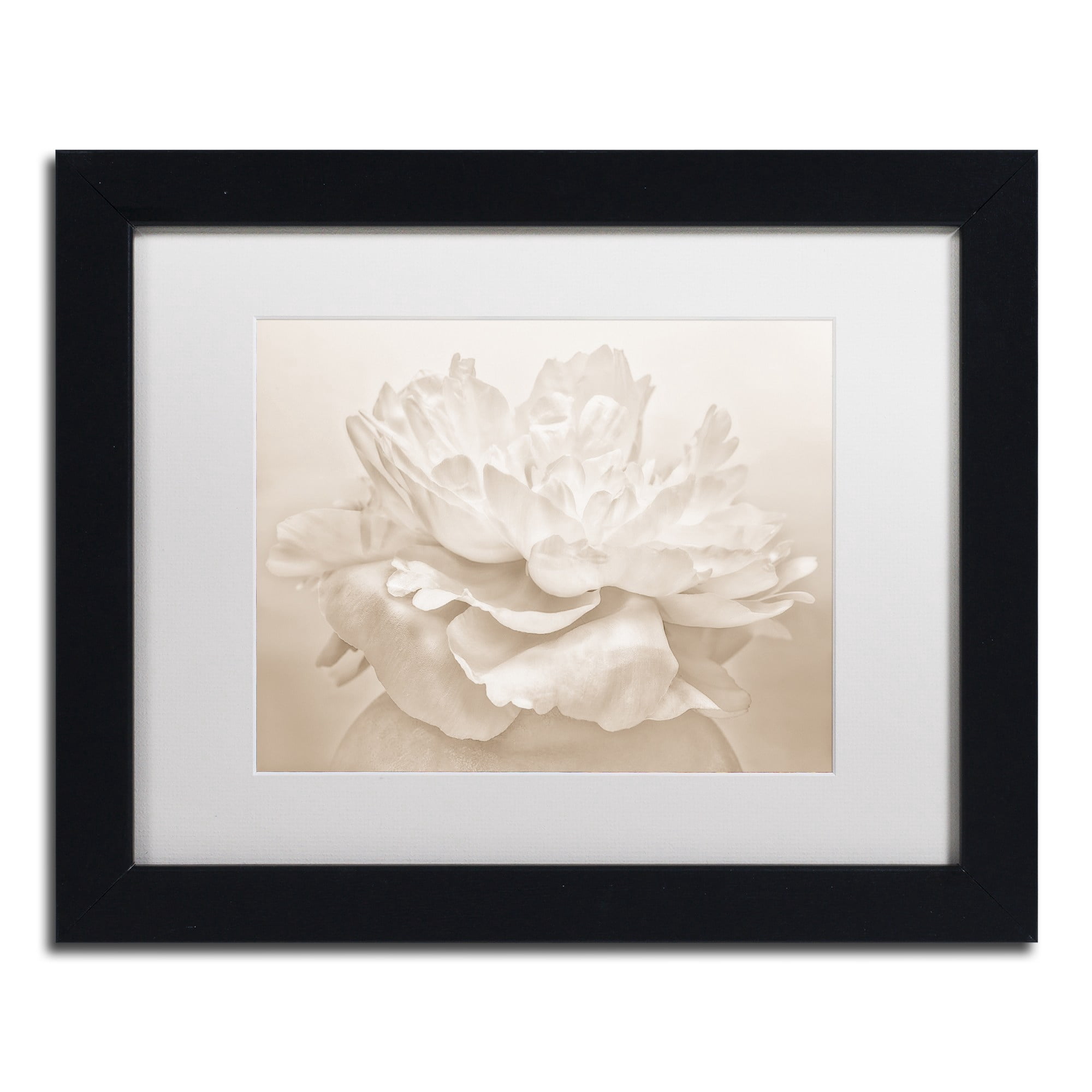 Trademark Fine Art 'White Peony' Canvas Art by Cora Niele, White Matte, Wood Frame