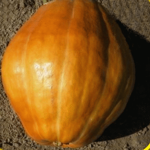 Everwilde Farms 1/4 Lb Atlantic Giant Pumpkin Seeds Gold Vault Bulk