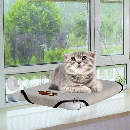 new big cat animal