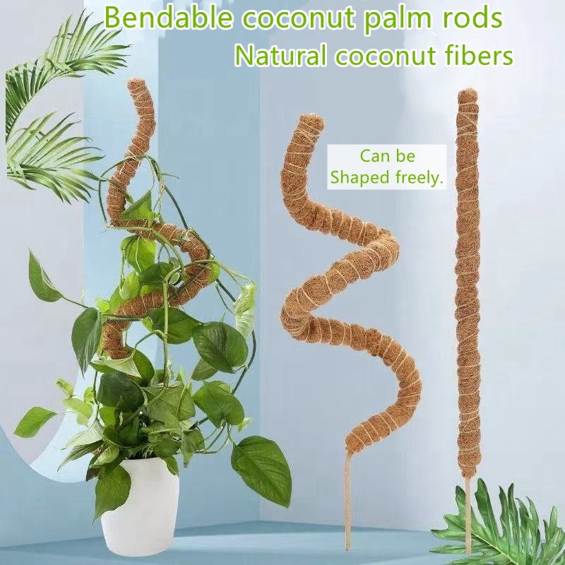philodendron prince of Prince of Orange Philodendron – Hey Rooted main image 0