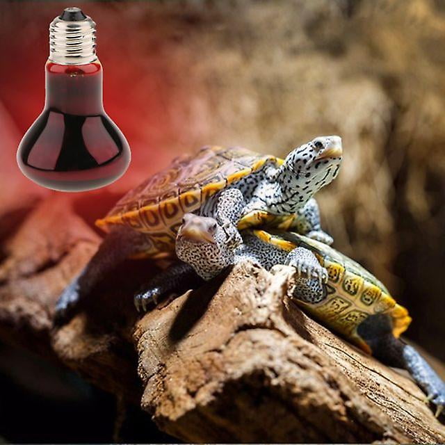 tortoise night light