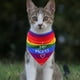 thumbnail image 5 of Orgullo Arco Iris Bandana para perros Amo a mis mamás Día de la Madre Mes del Orgullo Lgbtq Bandana para perros Orgullo Lgbt Mascota Pañuelo, 5 of 5