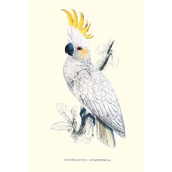 Lesser Sulpher-Crested Cockatoo - Cocatua Sulphurea-Fine Art Canvas Print (20" x 30")