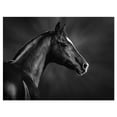 thumbnail image 2 of Portrait de Cheval Arabe Noir - Impression sur Toile d'Animal, 2 of 3