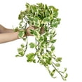 thumbnail image 3 of Pothos N'joy Live Houseplant (6"+ Hanging Basket) - Best Indoor Hanging Plants for Home and Office Decoration, 3 of 3