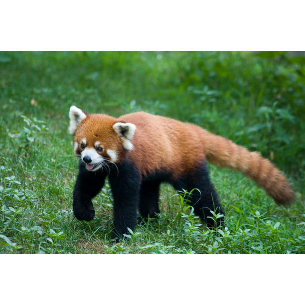 Wallmonkeys Lesser Red Panda L And Stick Wall Decals Mural Wm107181 48 In W X 32 H Com - Red Panda Wall Decal