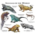 thumbnail image 2 of CafePress - Iguanas Of The World Mug - 11 oz Ceramic Mug - Novelty Coffee Tea Cup, 2 of 4