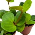 thumbnail image 6 of Peperomia Hope, 2 inch Set of 3, tetraphylla Tiny Mini Pixie Plants, 6 of 6