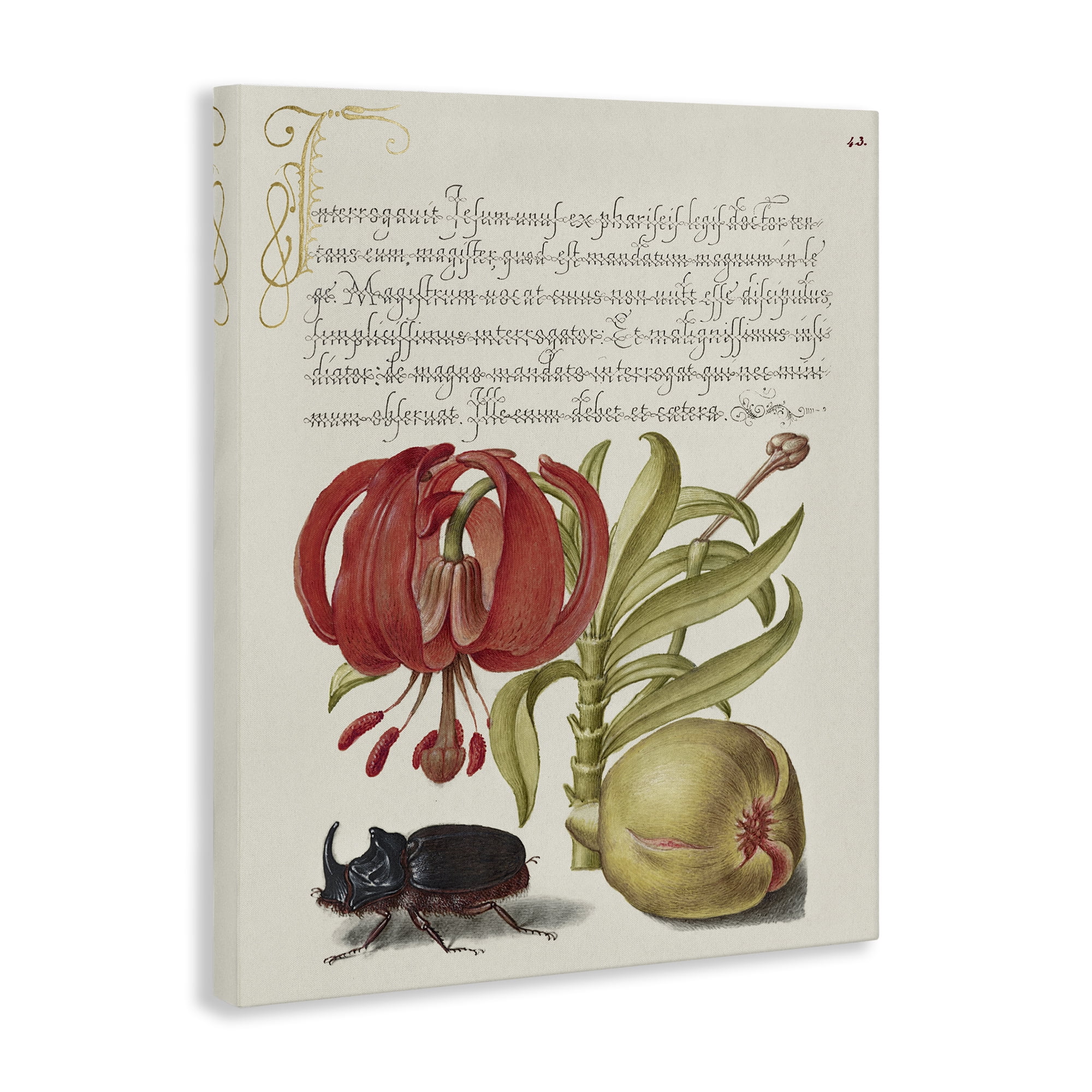 Stupell Industries Vintage Flora & Fauna Text & Numbers Painting Wrapped Canvas Art Print Wall Art, 16 x 20