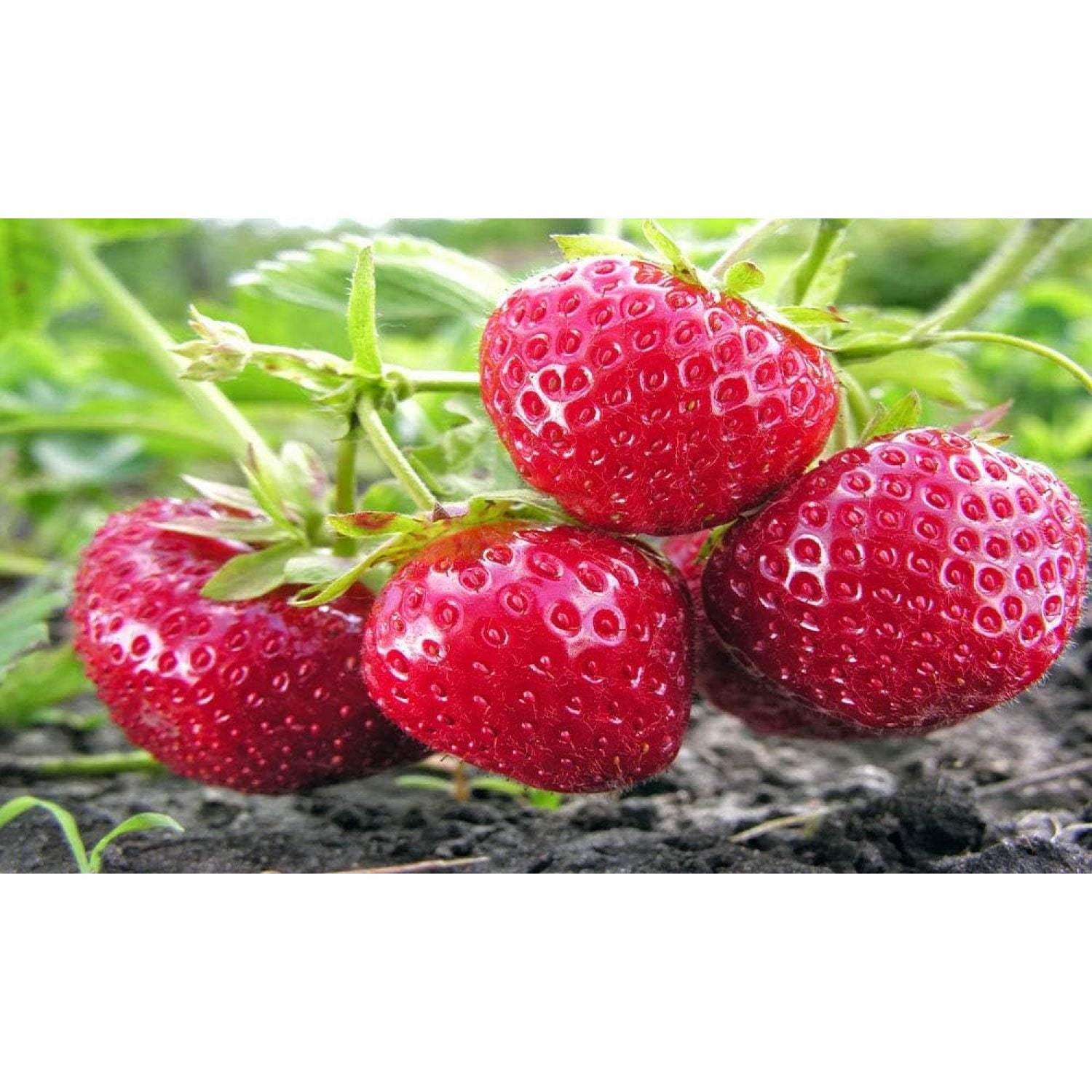 10 Honeoye Strawberry Fruit Plants INCREDIBLY SWEET BERRY! (Pack of