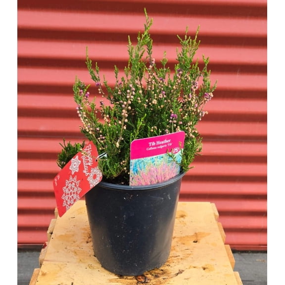 Tib Summer Heather - Calluna vulgaris Tib | 1 Gallon Size Container | Green Promise Farms