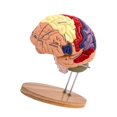 thumbnail image 3 of Modelo de cerebro humano ampliado 2x, modelo médico didáctico de 4 piezas con base, modelo cerebral anatómicamente preciso para psicología., 3 of 9