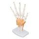 thumbnail image 5 of MODOLO DE JUNTA DE MANO, Diseño Estándar del Modelo de Esqueleto de Mano Pvc Con Base para el Aprendizaje, 5 of 7
