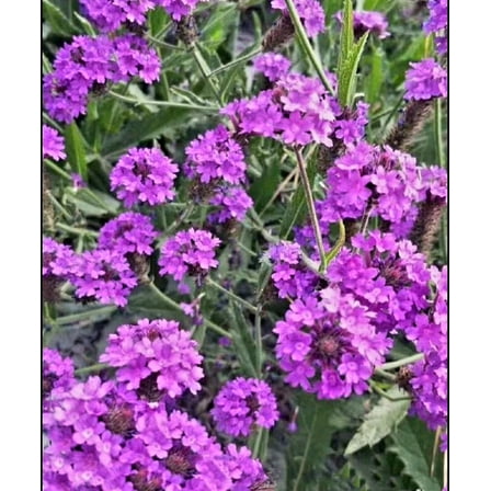 12000 Blue Vervain Flower Seeds Verbena Purpletop Vervain Verbena Officinalis