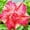 B, variant on Desert Rose, Low Maintenance - Easy Grow - Ideal for Beds Borders, Plant Pots & Planters