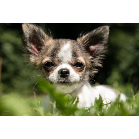 Laminated Poster Puppy Chihuahua Young Baby Chiwawa Cute Play Dog