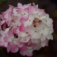 thumbnail image 4 of Fire Light Tidbit® Panicle Hydrangea, 4 of 6