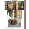 thumbnail image 5 of Cuban Red Banana - Live Plant, 5 of 5