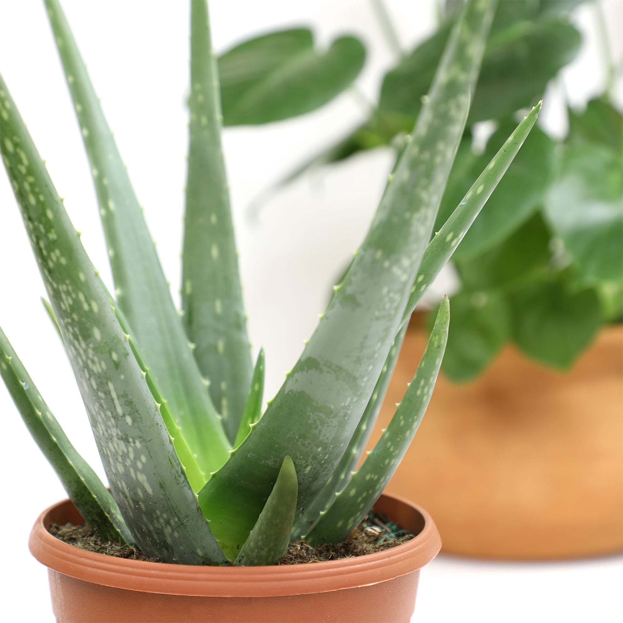 Altman Plants 15" Live Aloe Vera Plant in 6" Decor Planter, Easy Care Real Succulent Gift
