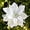 White, variant on Christmas Poinsettia Artificial Flowers Decorations 5.5" Christmas Tree Wreaths Garland Decoration 12 Pcs Glitter Flowers Picks Decor for Xmas Wedding Party Ornaments (Royal Blue)