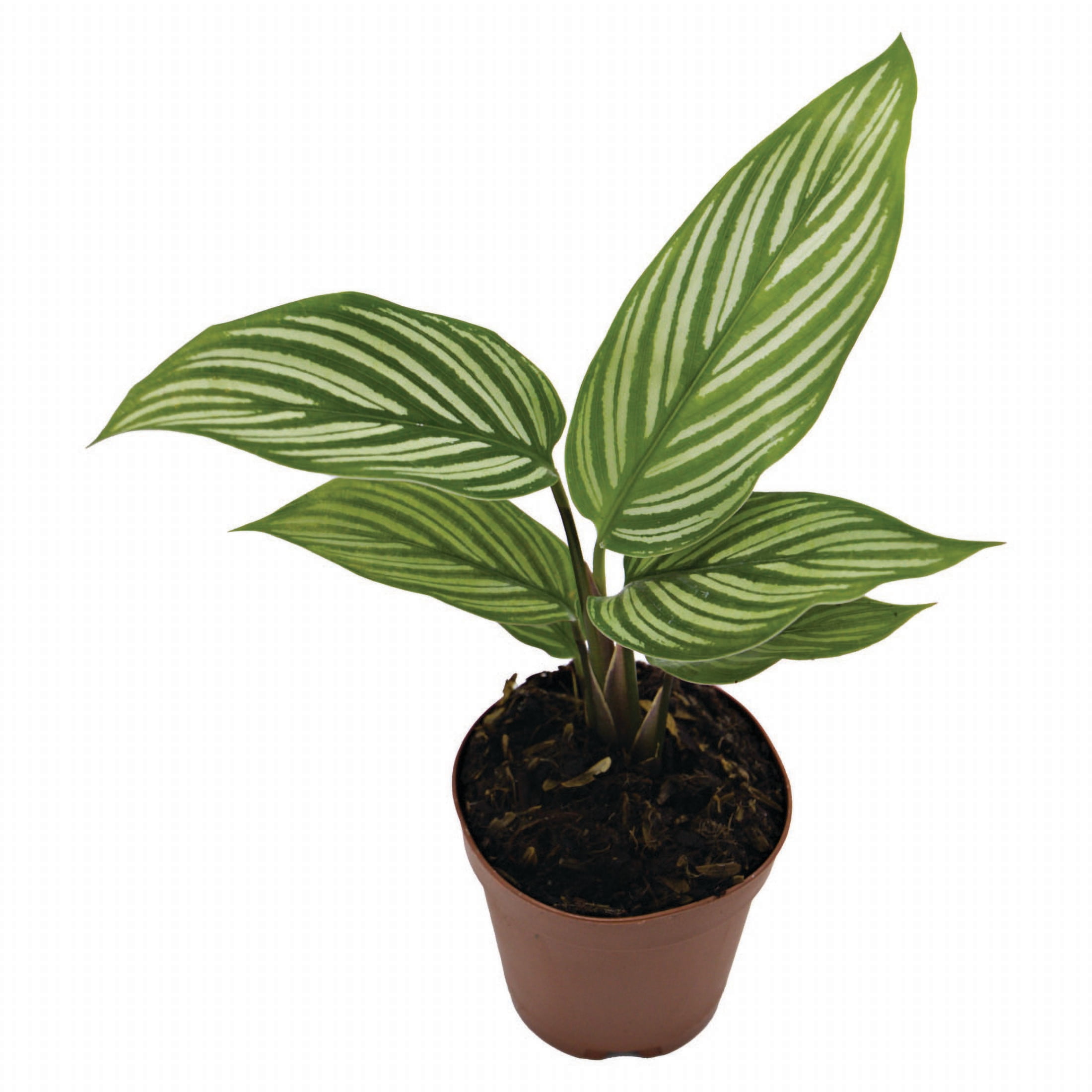 ReptiCulture Assorted Calathea Tropical 2" Pot 3 pk