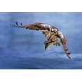 thumbnail image 2 of Huang, Tao 18x14 Black Ornate Wood Framed with Double Matting Museum Art Print Titled - Osprey, 2 of 4