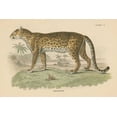 thumbnail image 2 of Wild Apple Portfolio 14x11 Black Ornate Wood Framed with Double Matting Museum Art Print Titled - Vintage Leopard, 2 of 4
