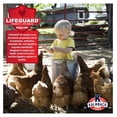 thumbnail image 4 of 17% Organic Crumbles Feed For Layer Chickens, 35 Lb Bag, 4 of 5