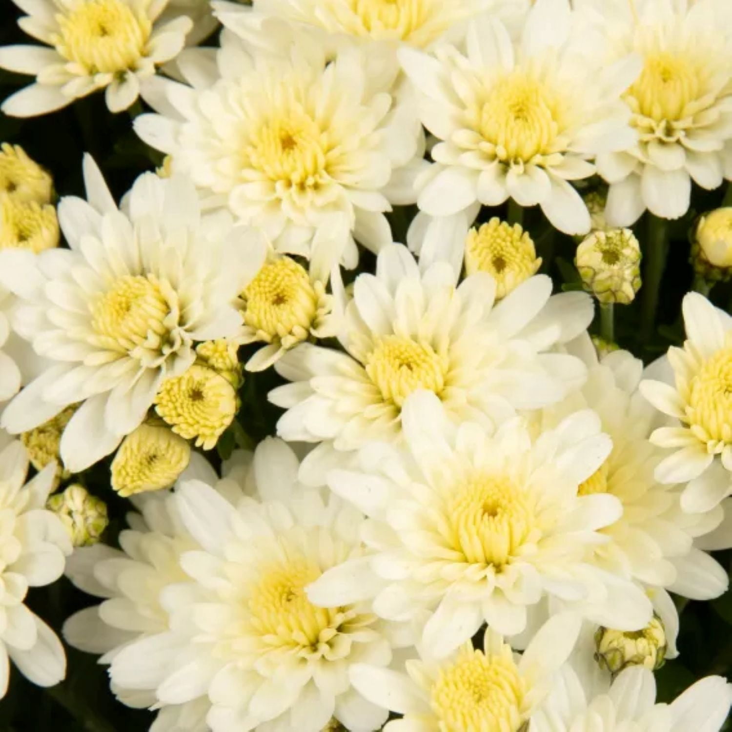 Expert Gardener 3 Qt White Mum Flowers Live Outdoor Plant, Grower Pot, Full Sun