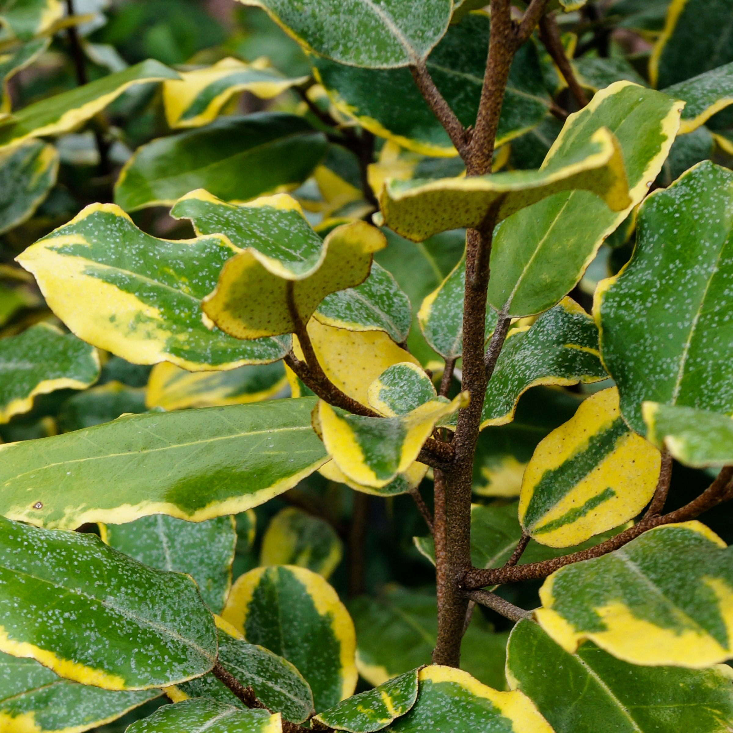 3 gal. Elaeagnus Olive Martini