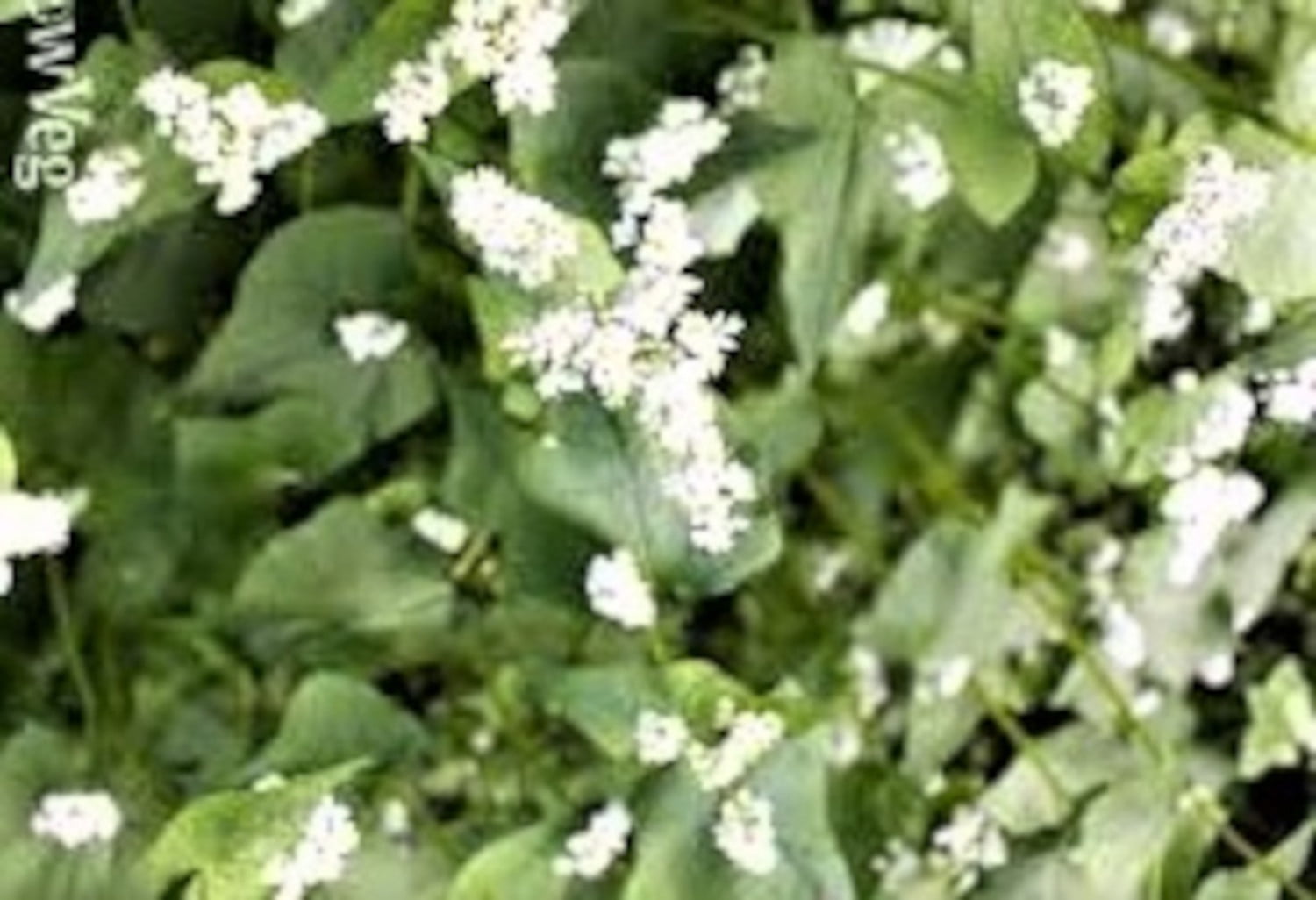 Buckwheat Cover Crop Seed